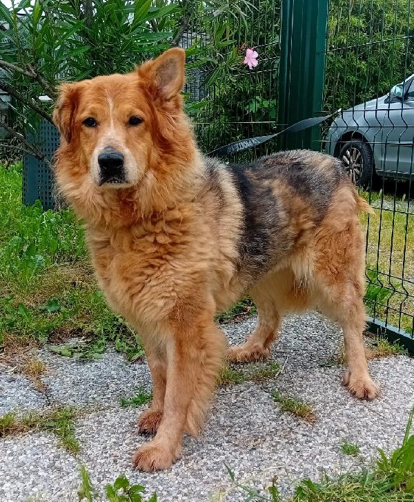 LANA BELLISSIMA PASTORE TEDESCO Foto 5